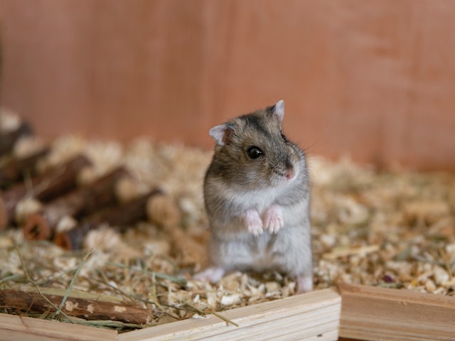 hamster_auffalliges_verhalten_gewichtsverlust