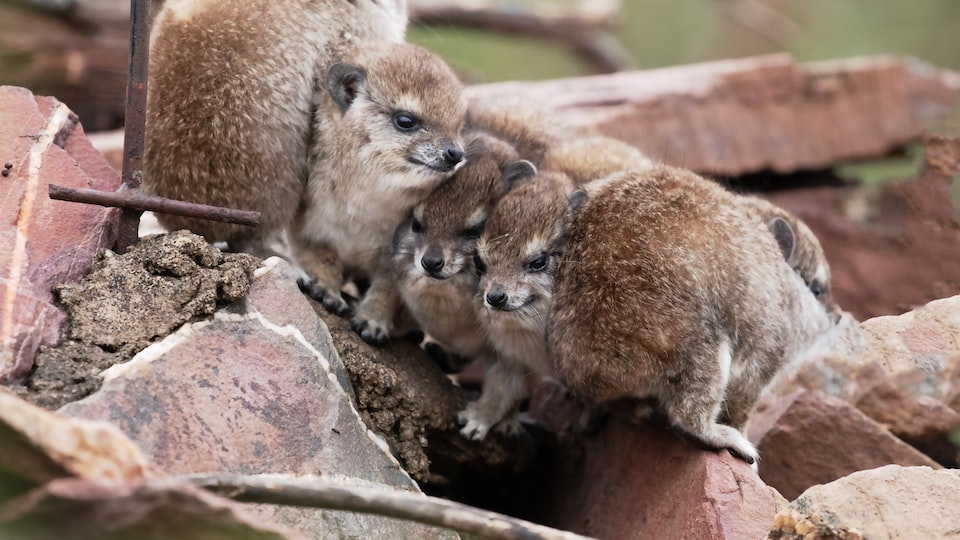  Welche Grundpflege benötigen Nagetiere?