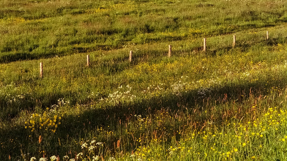  Welche Pflanzen eignen sich besonders gut
  für den Anbau in Gärten mit Nagetieren als Haustiere?